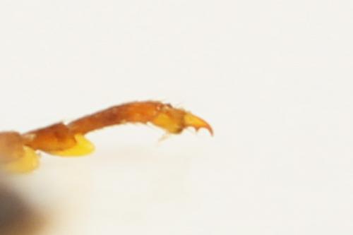 Acantholyda posticalis