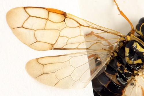 Acantholyda posticalis