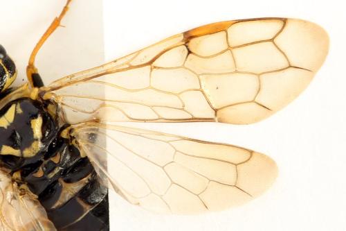 Acantholyda posticalis