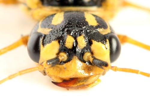 Acantholyda posticalis