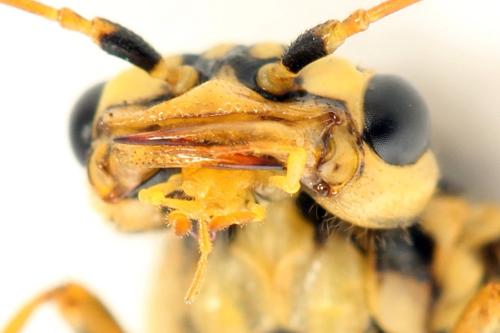 Acantholyda posticalis