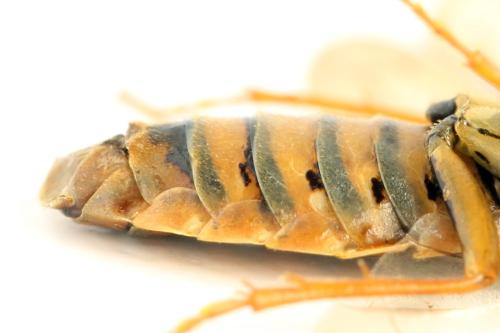 Acantholyda posticalis