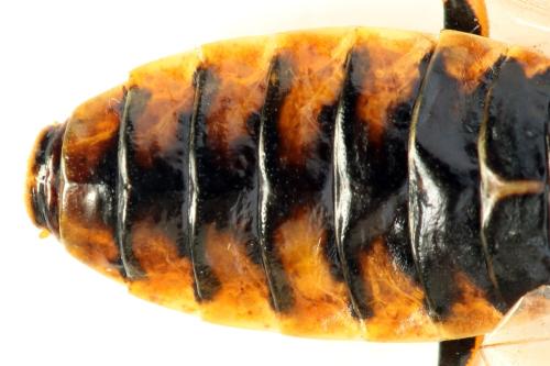 Acantholyda posticalis