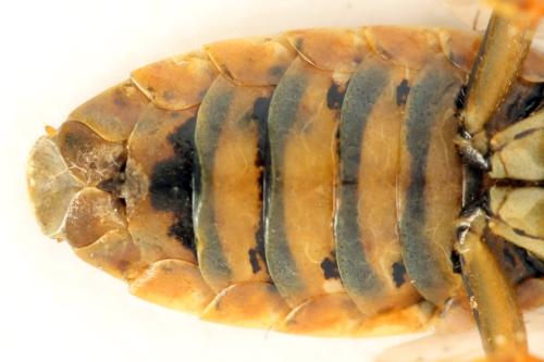 Acantholyda posticalis