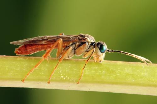 Tenthredo ferruginea
