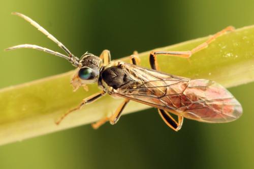 Tenthredo ferruginea