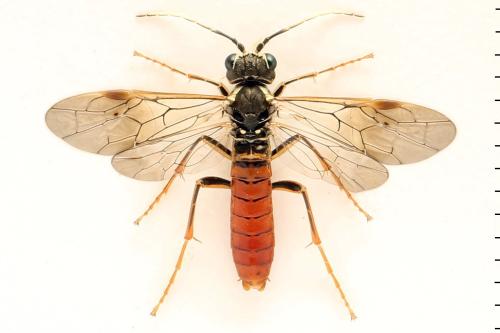 Tenthredo ferruginea