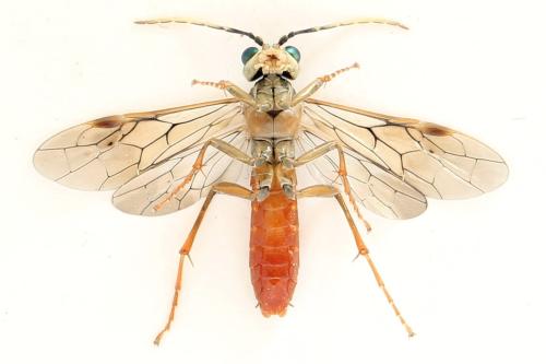 Tenthredo ferruginea