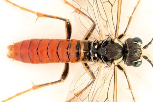 Tenthredo ferruginea