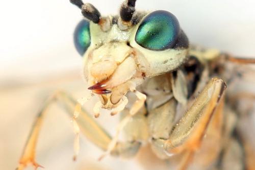 Tenthredo ferruginea