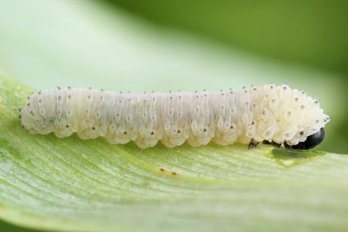 Phymatocera aterrima