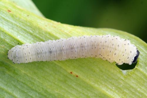 Phymatocera aterrima