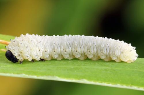 Phymatocera aterrima