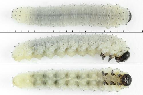 Phymatocera aterrima