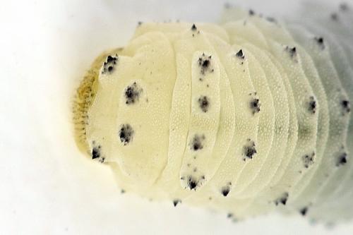 Phymatocera aterrima