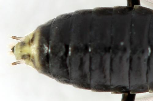 Euura humeralis