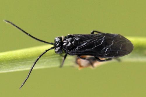 Phymatocera aterrima