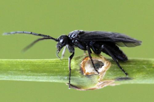 Phymatocera aterrima