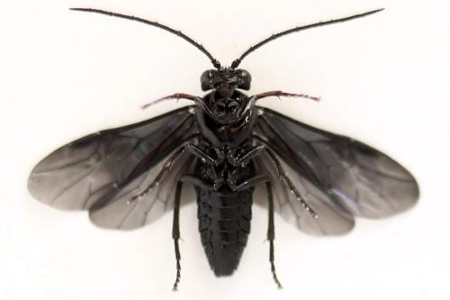 Phymatocera aterrima