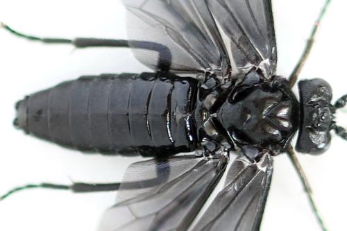 Phymatocera aterrima