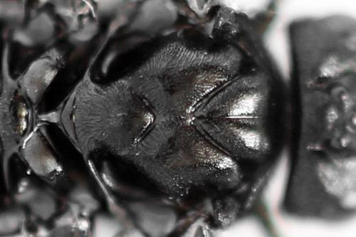 Phymatocera aterrima