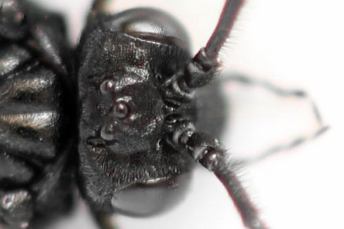 Phymatocera aterrima