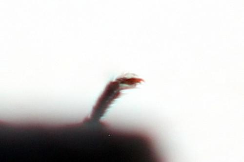 Phymatocera aterrima