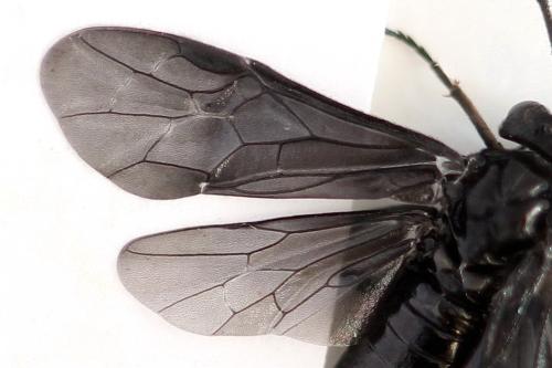 Phymatocera aterrima