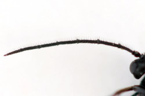 Phymatocera aterrima