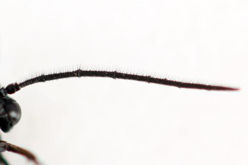 Phymatocera aterrima