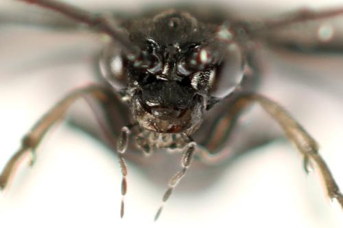 Phymatocera aterrima