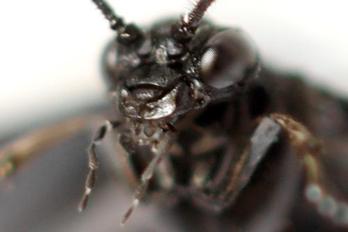 Phymatocera aterrima