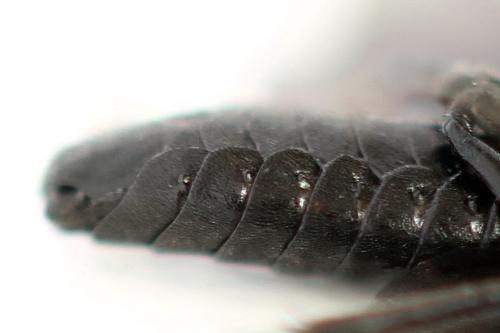 Phymatocera aterrima