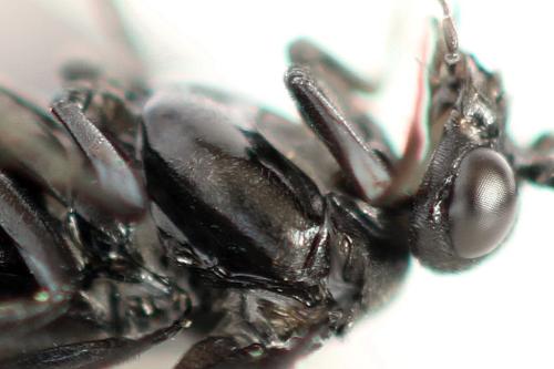 Phymatocera aterrima