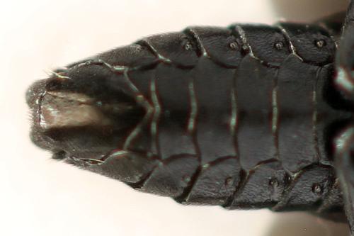 Phymatocera aterrima