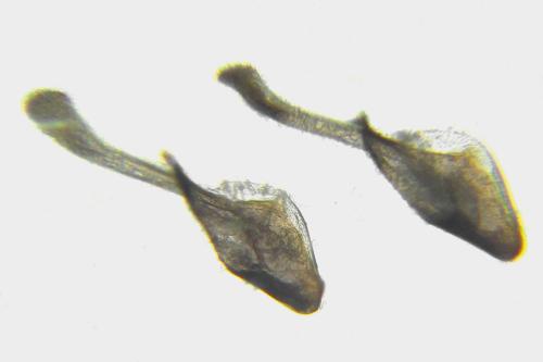 Phymatocera aterrima