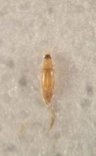 Baranowskiella ehnstromi