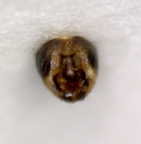 Nysius graminicola