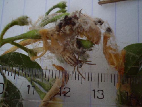 Réf. 37 395 : Stegodyphus lineatus