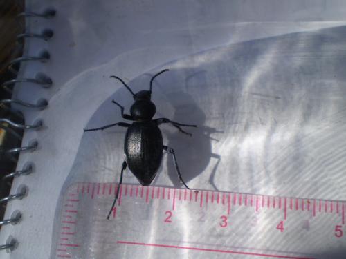 Réf. 37 402 : Tentyria rotundata