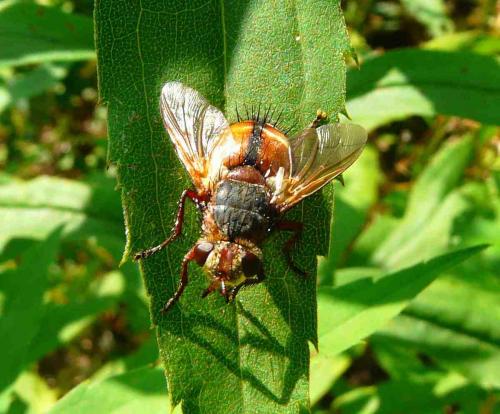 Réf. 37 246 : Tachina sp.