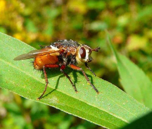 Réf. 37 213 : Tachina sp.