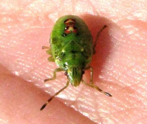 Cyphostethus tristriatus