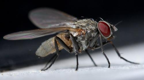Fannia canicularis