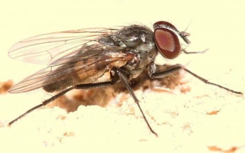Fannia canicularis