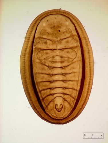 Réf. 37 089 : Aleurolobus monodi