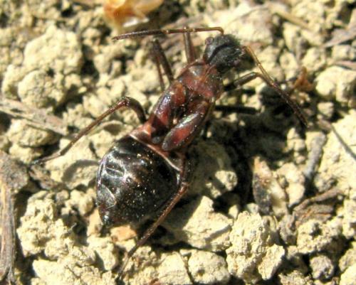 Alydus calcaratus