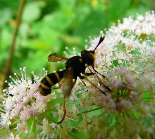 Conops flavipes