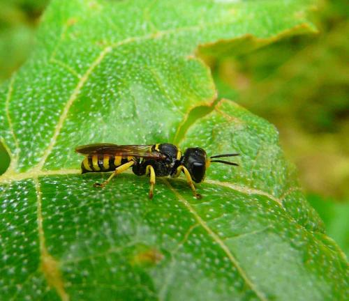 Réf. 37 326 : Ectemnius sp.