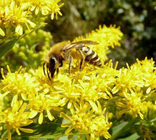Colletes sp.